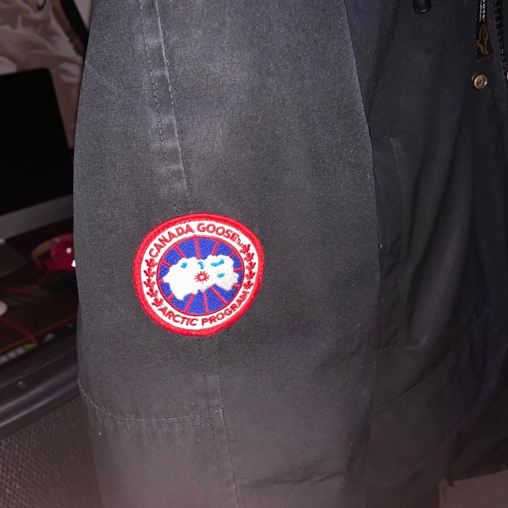 Canada goose